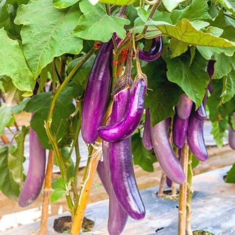 Eggplant Seeds - Green Violet