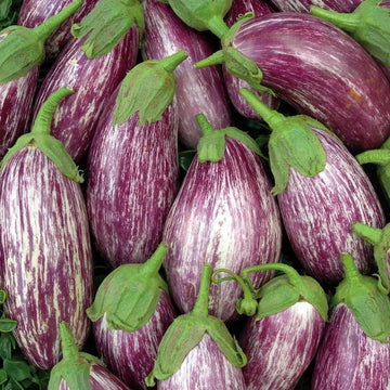 Eggplant Seeds - Listada De Gandia