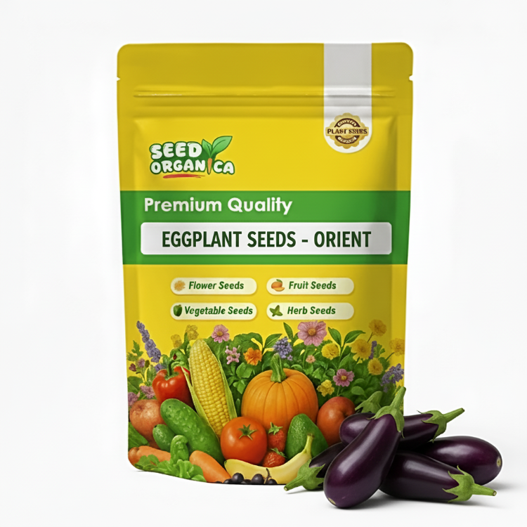 Eggplant Seeds - Orient