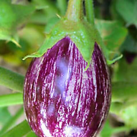 Eggplant Seeds - Purple Green