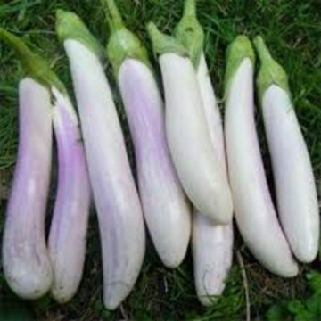 Eggplant Seeds - Purple White