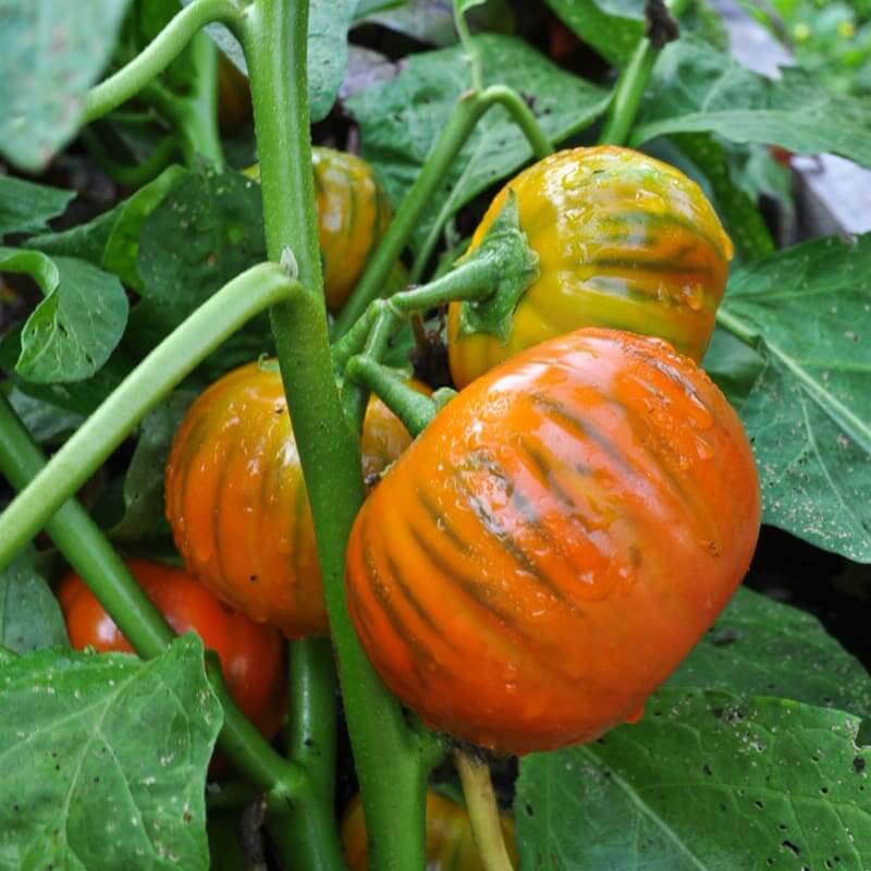 Eggplant Seeds - Sweet Orange