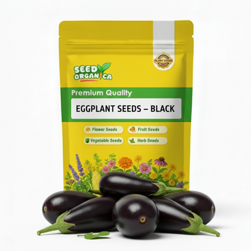 Eggplant Seeds – Black