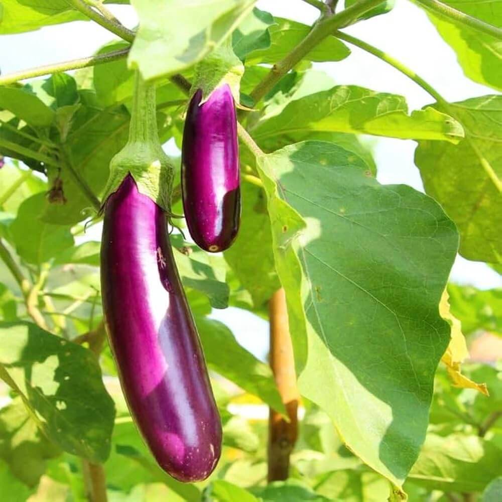 Eggplant Seeds – Light Violet