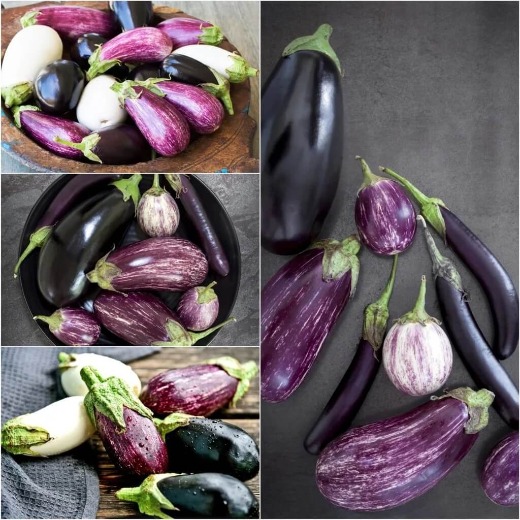 Eggplant Seeds – Mixed