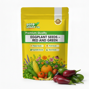 Eggplant Seeds – Red and Green