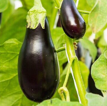 Eggplant Seeds – Sweet