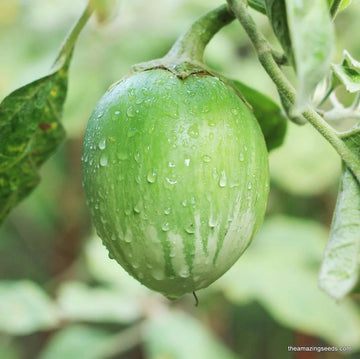 Eggplant Seeds – Thai Round

