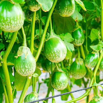 Eggplant Seeds – Thai Chao
