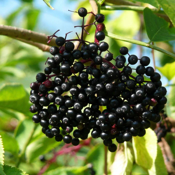 Elderberry Seeds – Black
