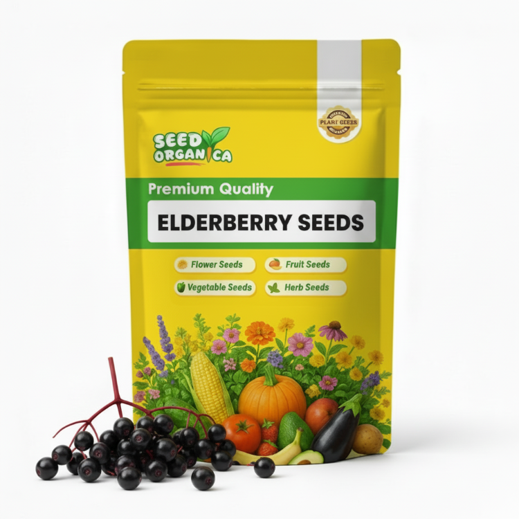 Elderberry Seeds