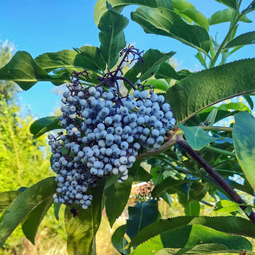Elderberry Seeds – Blue Sambucus cerulea