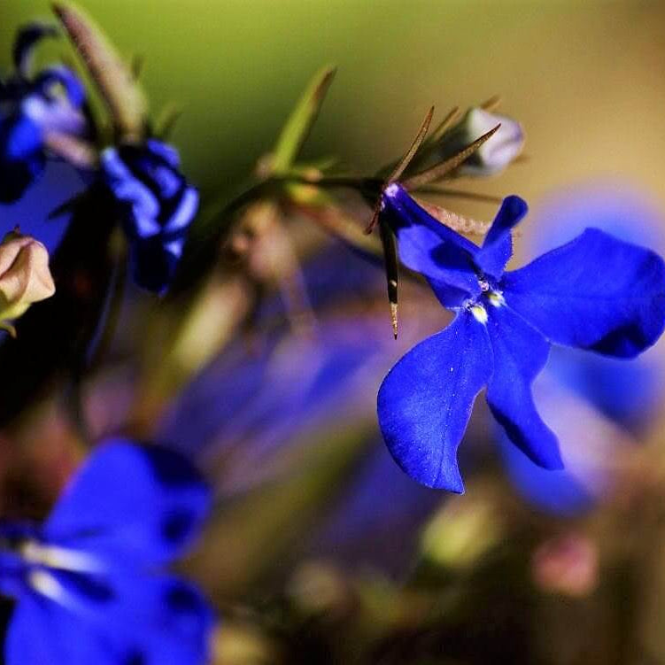Electric Blue Lobelia Erinus Seeds - Flower Plant