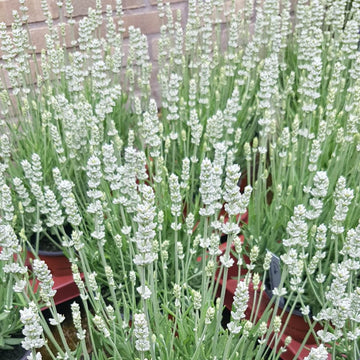 Ellagance Wildflower Mix Heirloom
