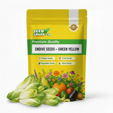 Endive Seeds – Green Yellow
