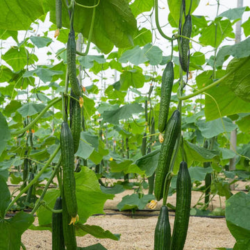 English Cucumber Seeds