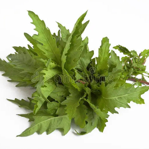 Epazote Seeds – Herbaceous
