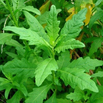 Epazote Seeds – Dysphania ambrosioides