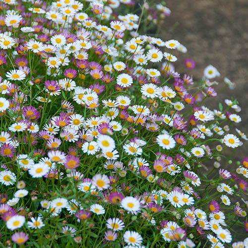 Erigeron Karvinskianus Seeds for Planting