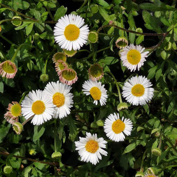Erigeron Karvinskianus Seeds for Planting