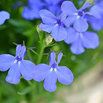 Erinus Seeds – Wildflower Mix Heirloom
