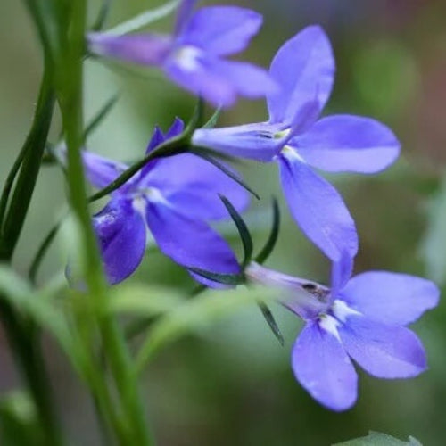 Erinus Seeds – Wildflower Mix Heirloom
