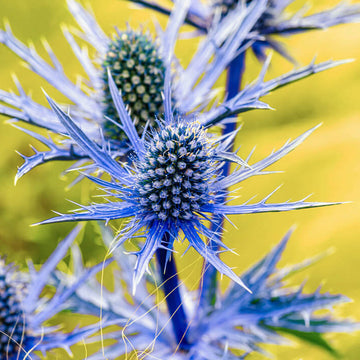 Eryngium Planum Seeds - Flower Plant