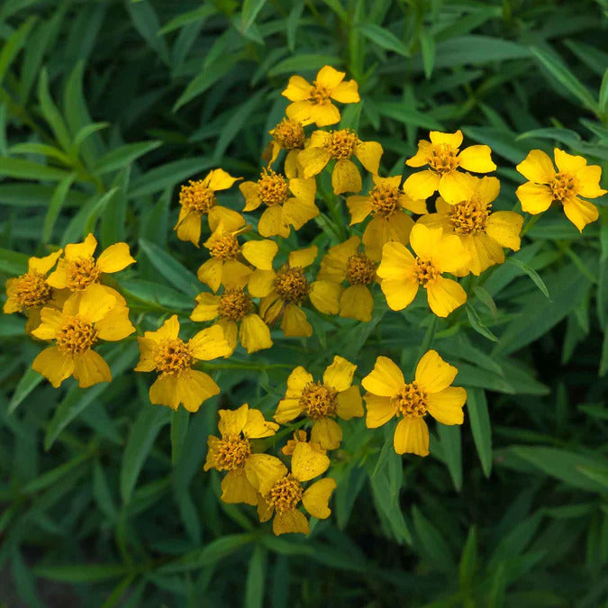 Estragon Seeds – Aromatic
