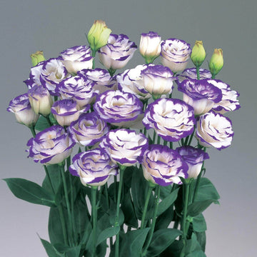 Eustoma Seeds – White & Blue Lisianthus