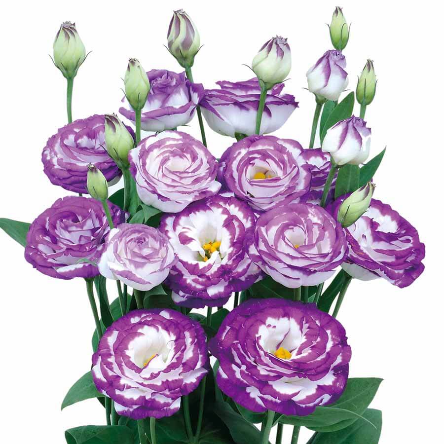 Eustoma Seeds – White & Blue Lisianthus