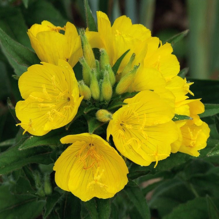 Evening Primrose Seeds – Common
