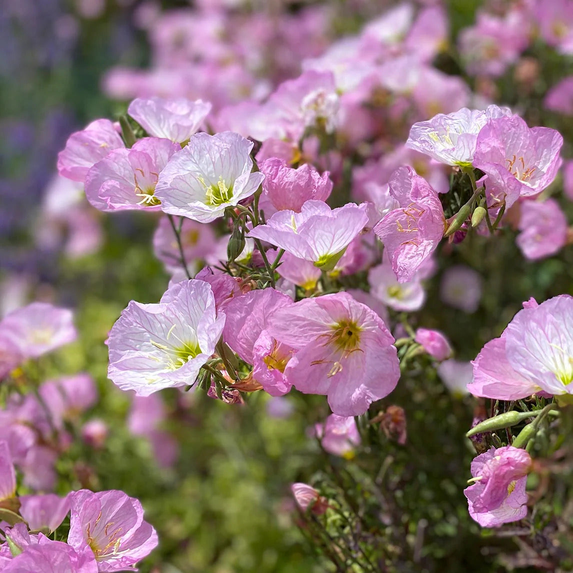Evening Primrose Seeds – Mexican
