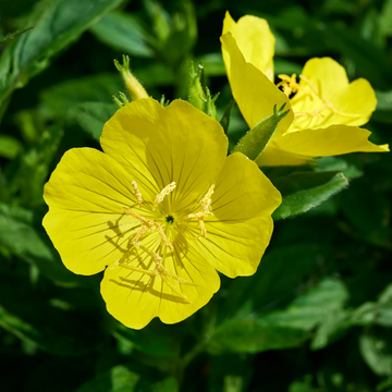 Evening Primrose Seeds – Common
