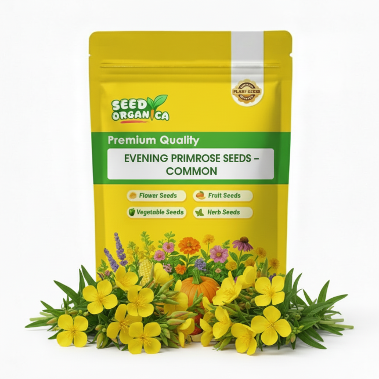 Evening Primrose Seeds – Common