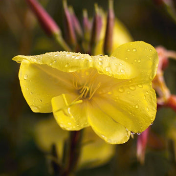 Evening Primrose Seeds – Cutleaf Heirloom & GMO
