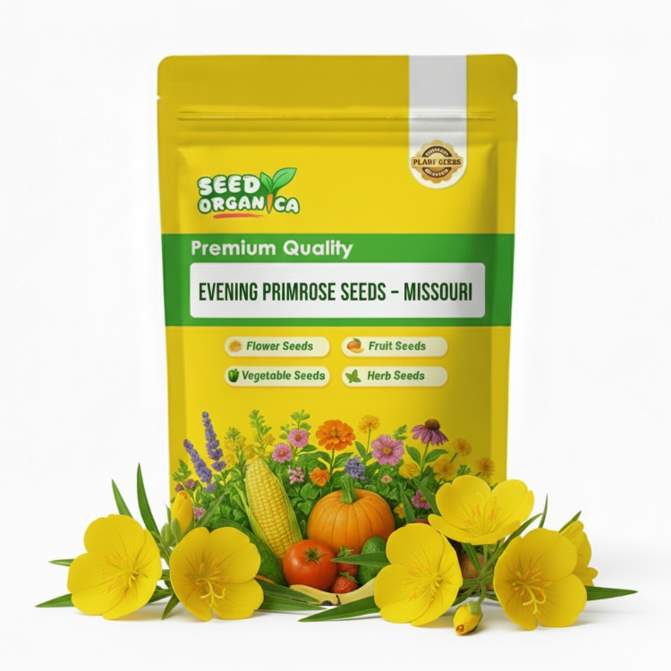 Evening Primrose Seeds – Missouri