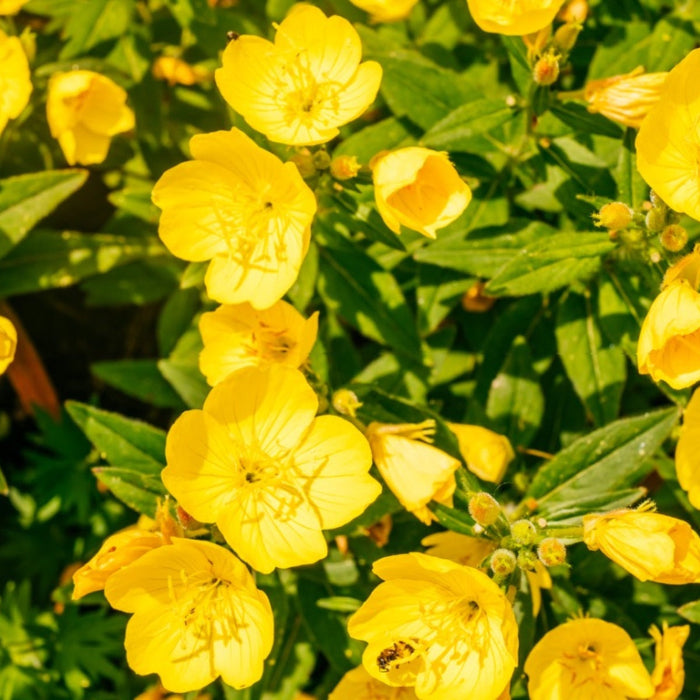 Evening Primrose Seeds – Yellow
