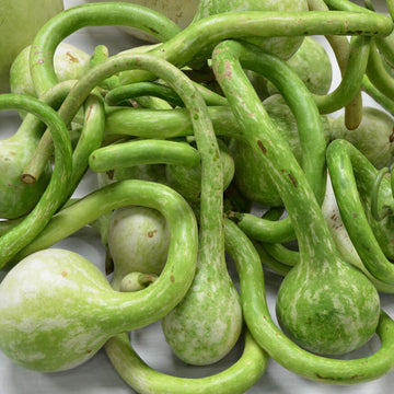Extra Long Handle Dipper Gourd Seeds - Vegetable Plant