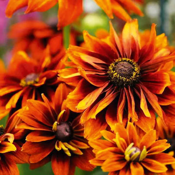 Autumn Rudbeckia Seeds – Flower Plant