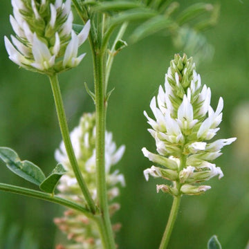 American White Licorice Seeds – Herbal Plant