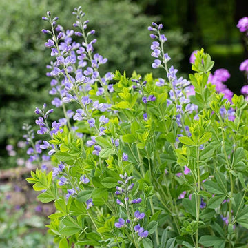 False Indigo Seeds - Flower Plant