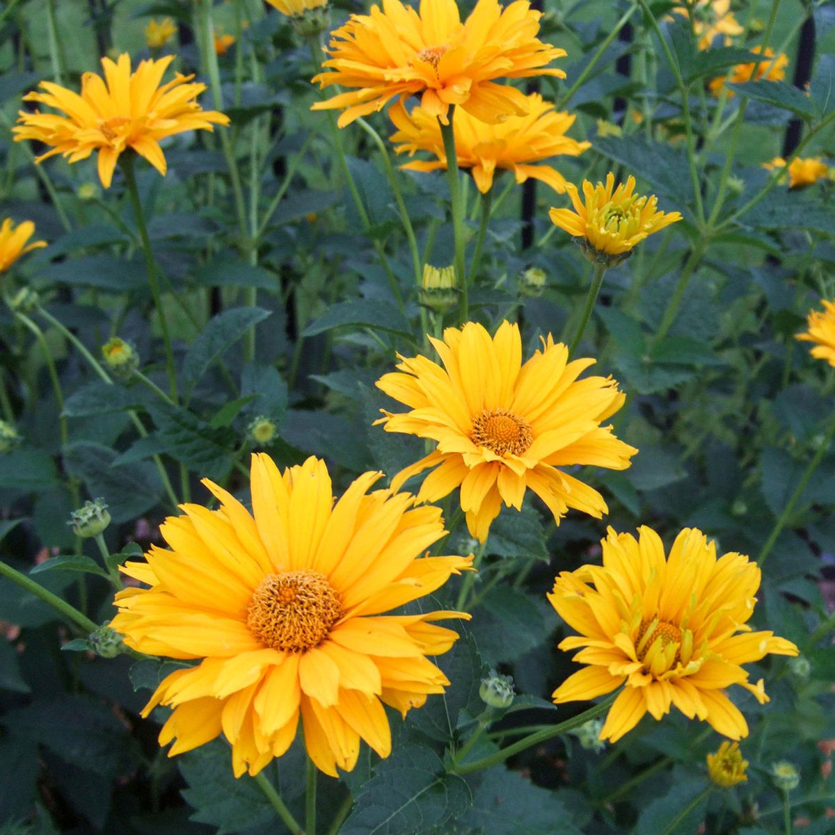 False Sunflower Seeds
