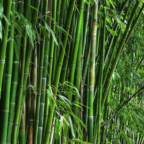 Fargesia Bamboo Seeds - Flower Plant