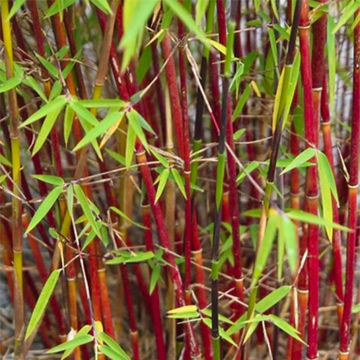 Fargesia Bamboo Seeds - Flower Plant