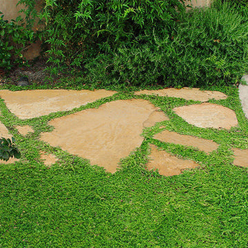 Fast Spreading Ground Cover Seeds