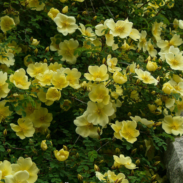 Father Hugo’s Rose Seeds – Golden Yellow
