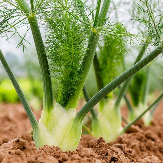 Fennel Seeds – Florence

