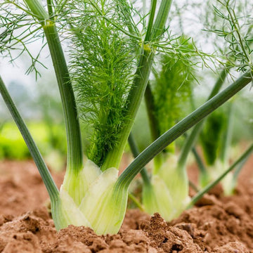 Fennel Seeds – Florence
