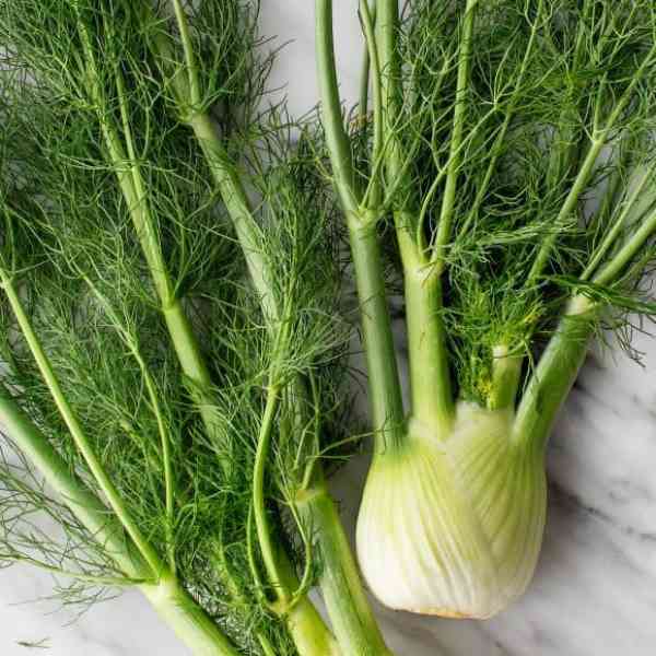 Fennel Seeds – Florence
