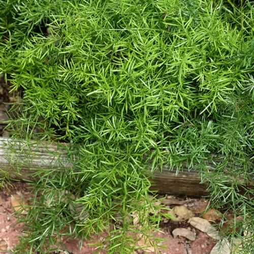 Fern Seeds – Asparagus
